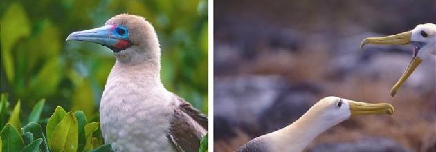Rotfusstölpel und Galapagosalbatros