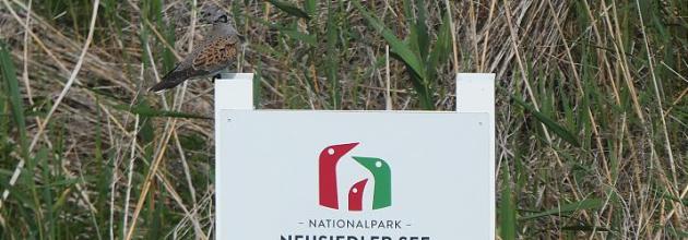 Turteltaube am Neusiedler See