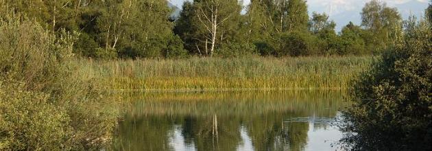 Robenhauserried am Pfäffikersee