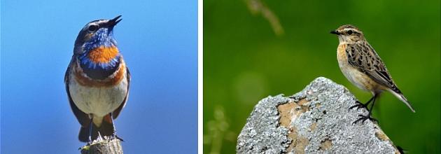 Rotsterniges Blaukehlchen und Braunkehlchen
