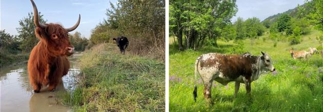 Beweidung durch Rinder