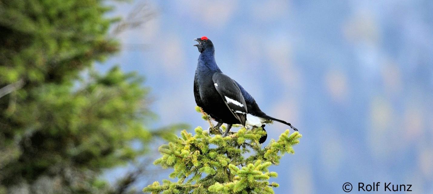 Birkhahn (Rolf Kunz)