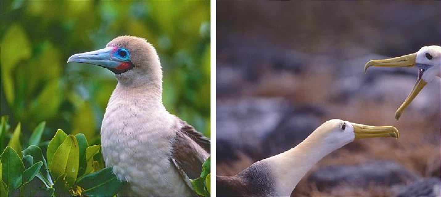 Rotfusstölpel und Galapagosalbatros
