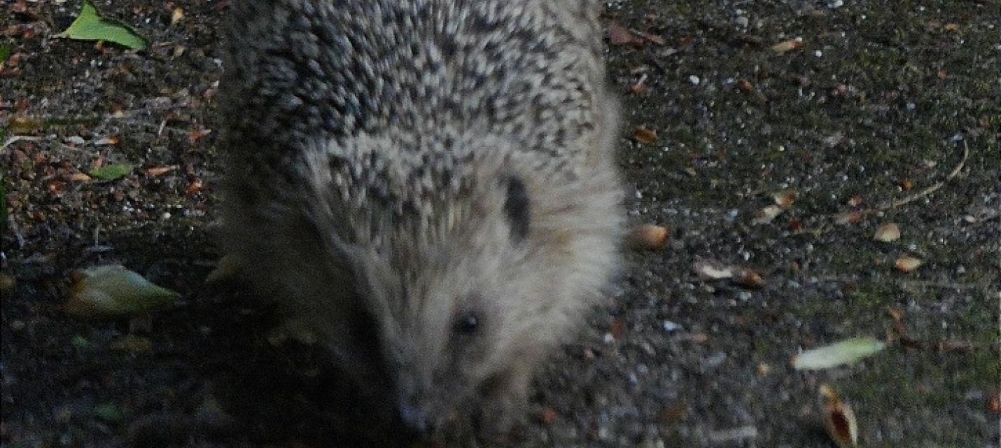 Igel