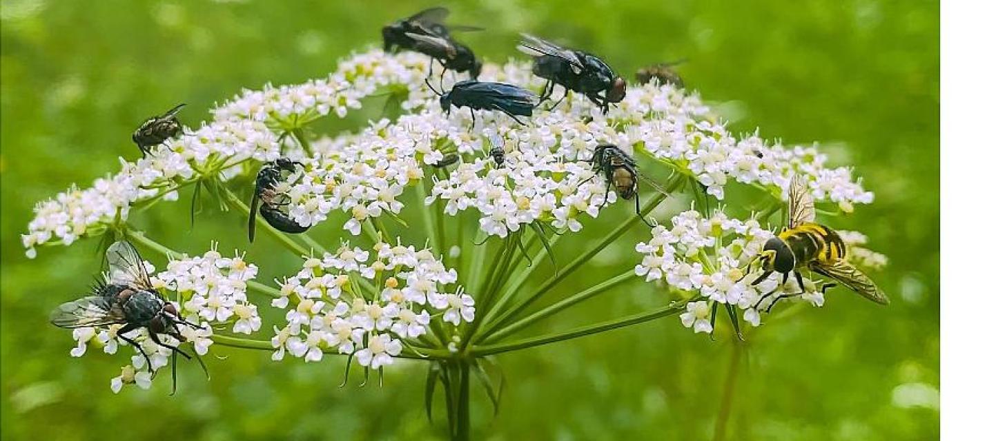 Verschiedene Insekten auf Blüte