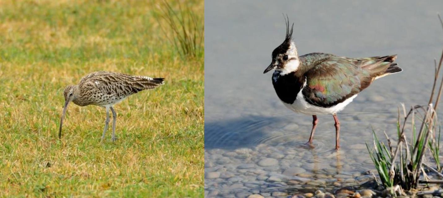 Grosser Brachvogel und Kiebitz