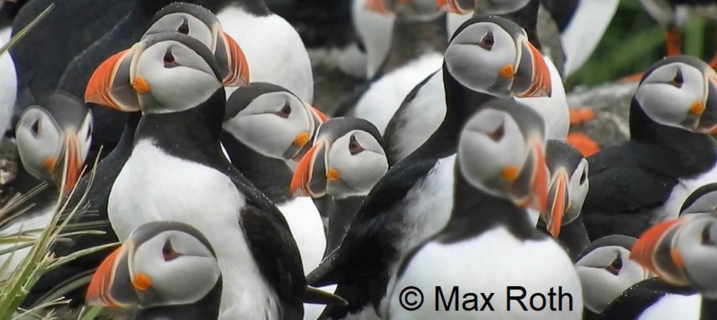 Papageitazucher (Max Roth)