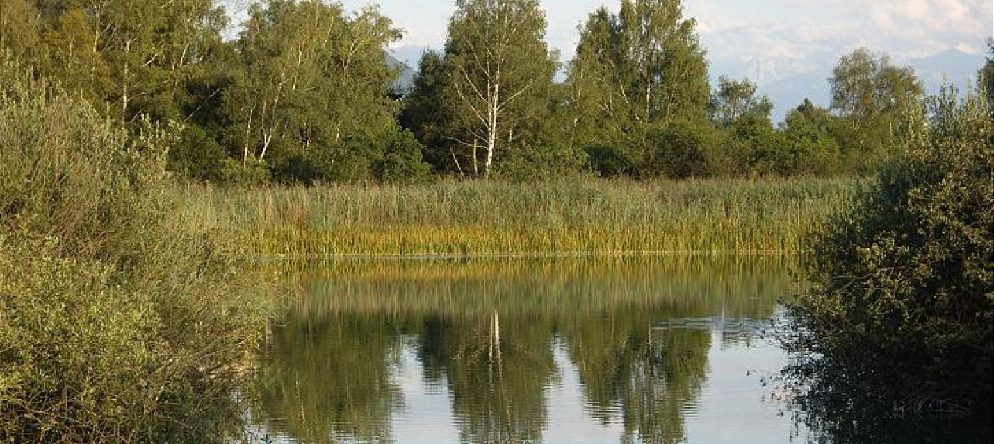 Robenhauserried am Pfäffikersee