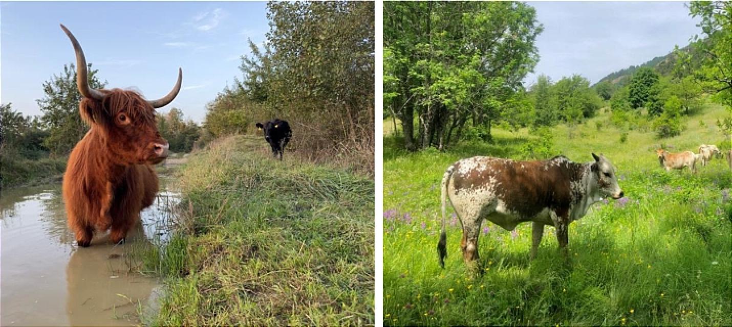 Beweidung durch Rinder