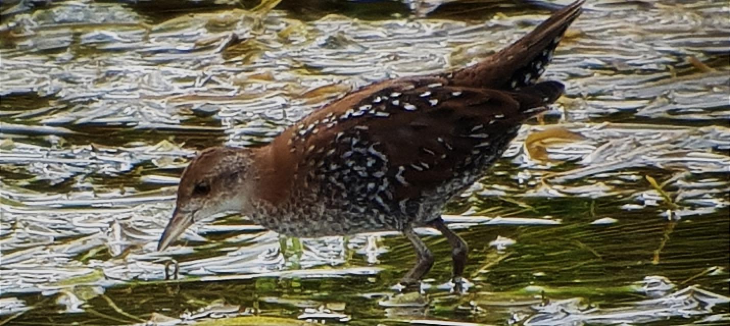 Zwergsumpfhuhn